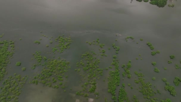 Letecké Záběry Létající Nad Stromy Zátokou Freetown Přijíždějící Sousedství Domů — Stock video