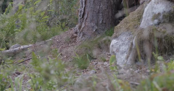 Pinheiro Lança Cones Floresta Boreal Tiro Perto — Vídeo de Stock