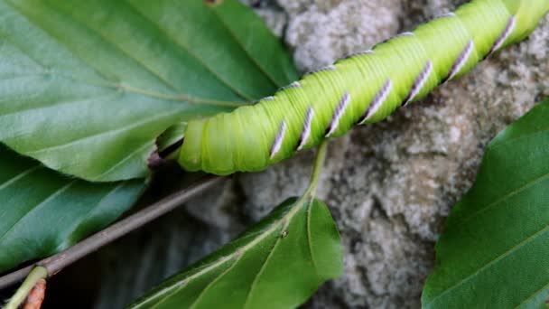 Bruco Lepidottero Sphinx Ligustri Che Striscia Lentamente Lungo Sottile Ramo — Video Stock