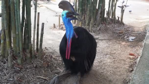 Południowy Cassowary Casuarius Casuarius Odpoczywający Siedzący Ziemi Turysta Wyciągnął Rękę — Wideo stockowe