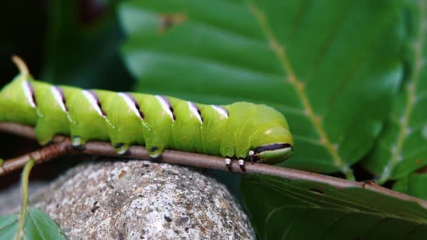 Kroonhavik Rups Sphinx Ligustri Die Een Dunne Tak Van Een — Stockvideo