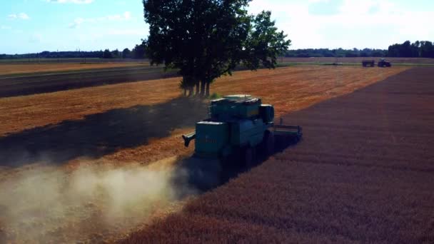 Combinar Cosechadora Cosechadora Cosechadora Cosechas Maduras Campo Polvoriento Antena — Vídeo de stock