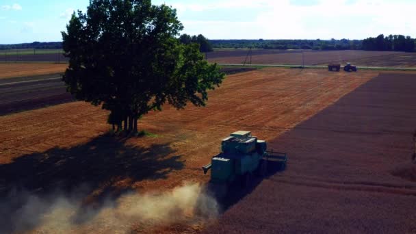 Agricultural Harvester Harvesting Grain Crops Tree Rural Field Summer Aerial — Stock Video