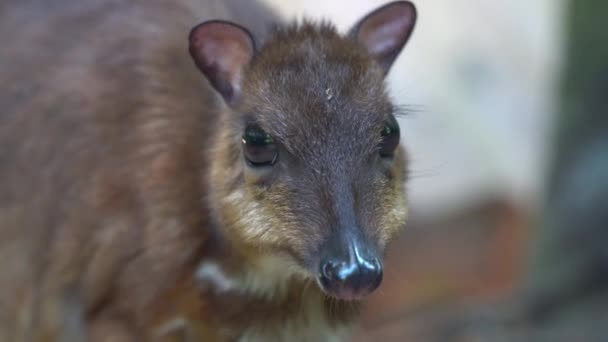 Close Handheld Motion Shot Smallest Hoofed Mammal Lesser Mouse Deer — Stok Video