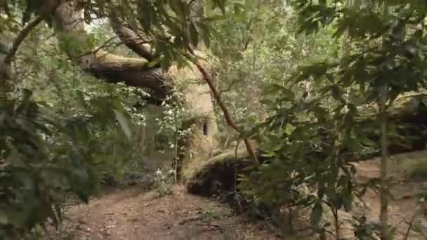 Alta Fps Puxe Para Fora Tiro Uma Bela Árvore Escondida — Vídeo de Stock