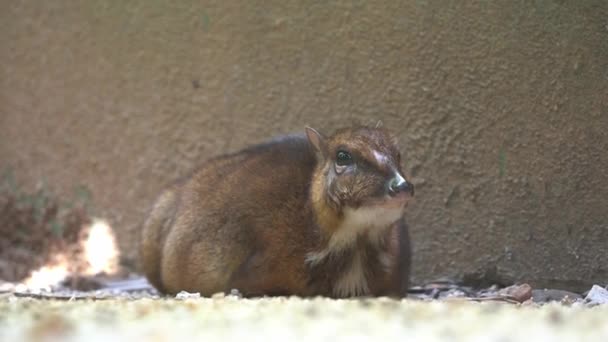 Τίμια Και Μοναχική Hoofed Θηλαστικό Λιγότερο Ποντίκι Ελάφι Tragulus Kanchil — Αρχείο Βίντεο