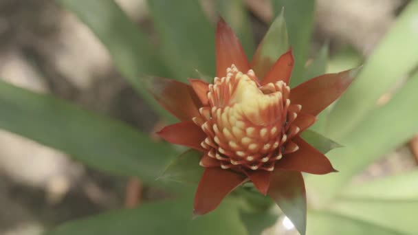 Повільні Кадри Руху Жовтої Червоної Тропічної Квітки Сонячним Світлом Падає — стокове відео
