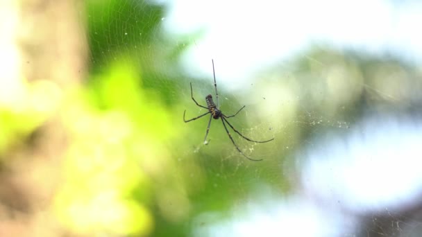 北方金黄色的球状编织者 七只腿蜘蛛被发现挂在蜘蛛网上 在微风习习的晴天背景下 闭合选择性的聚焦镜头 — 图库视频影像