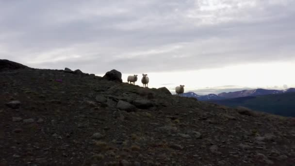 Três Ovelhas Montanha Islândia — Vídeo de Stock