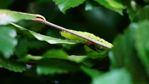 Slow Motion Clip Van Een Havik Rups Sphinx Ligustri Kruipend — Stockvideo