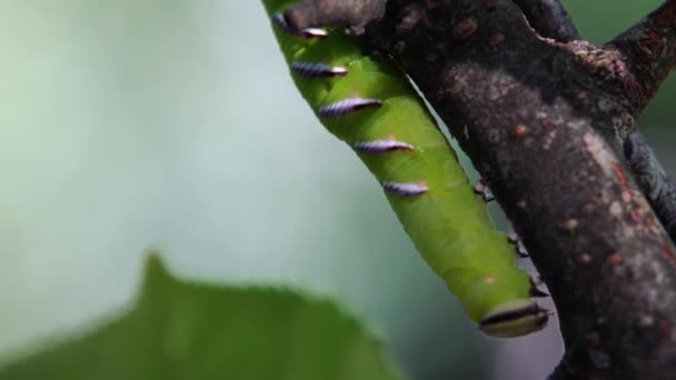 Kroonhavik Rups Sphinx Ligustri Kruipt Ondersteboven Een Boomtak — Stockvideo