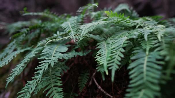 Ormanda Yavaş Çekim Bitkileri — Stok video