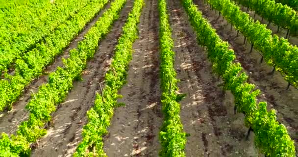 Aerial Drone Footage Vineyards Golden Green Grape Field Rows Koilani — стокове відео