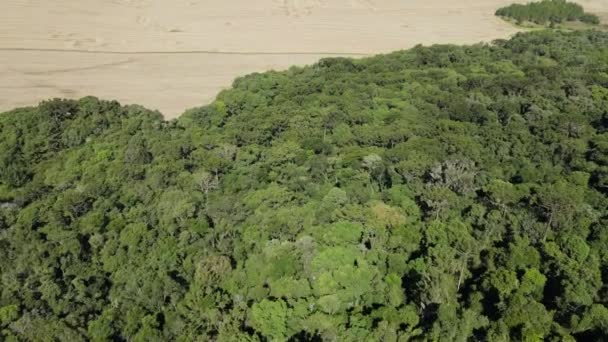 Zerstörung Heimischer Wälder Für Den Anbau Von Sojabohnen Südbrasilien — Stockvideo