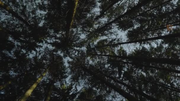 Árvores Floresta Com Vista Chão Para Cima — Vídeo de Stock