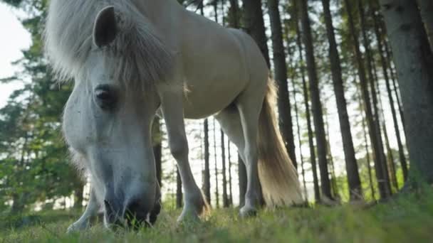 Caballo Blanco Bosque — Vídeo de stock