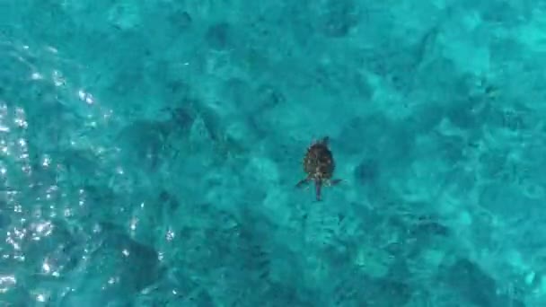 Sedile Nuotare Fuori Dalla Cornice Drone Colpo Dall Alto Acqua — Video Stock