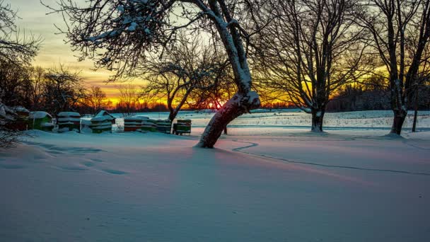 雪地上 金色的日出在雪地上缓缓闪现 — 图库视频影像