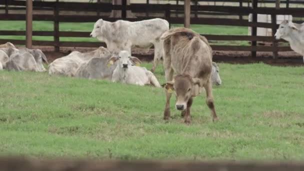 Slow Motion Rotating Shot Herd Young Cattle Swinging Tail — Stock Video