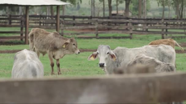 Lambat Motion Rotating Shot Group Young Calves — Stok Video