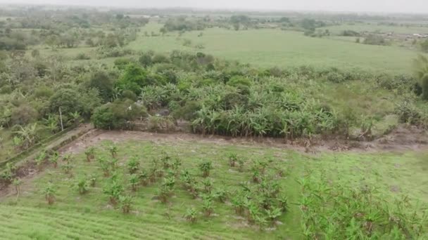 Palmiye Ağaçları Şeker Kamışı Ile Orman Kırsalının Havadan Çekilmiş Görüntüleri — Stok video