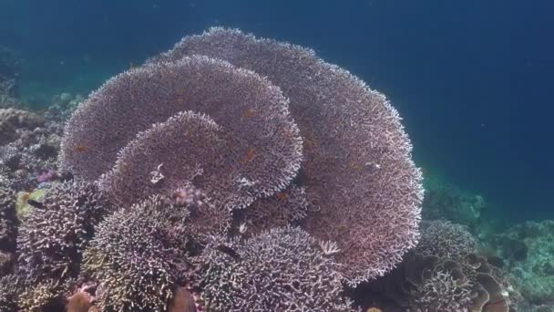 Περπάτημα Πάνω Από Μεγάλα Επιτραπέζια Κοράλλια Τροπικό Κοραλλιογενή Ύφαλο — Αρχείο Βίντεο