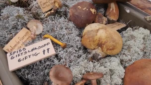 Venda Cogumelos Frescos Mercado Livre Uma Floresta Noruega — Vídeo de Stock