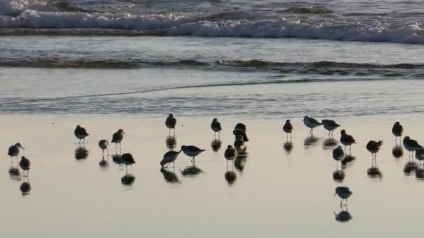 Piaskownice Odbijają Się Płytkiej Wodzie Pobliżu Fal Oceanicznych — Wideo stockowe