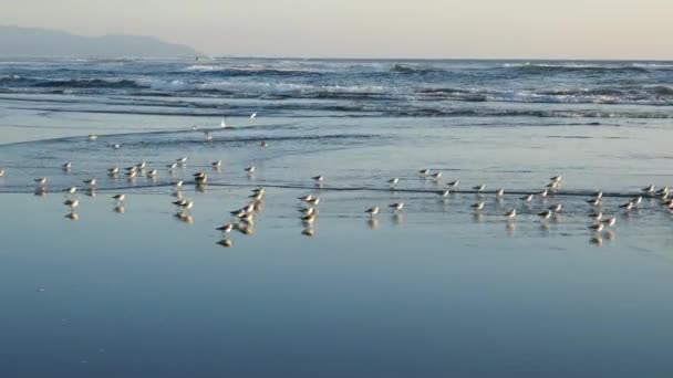 Sandpiper Che Riflettono Acque Poco Profonde Mentre Corrono Verso Onde — Video Stock