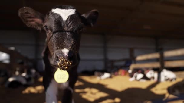 かわいい赤ちゃんの子牛頭を閉じます頭の周りのタグ付きカメラを見て 牛の納屋 — ストック動画