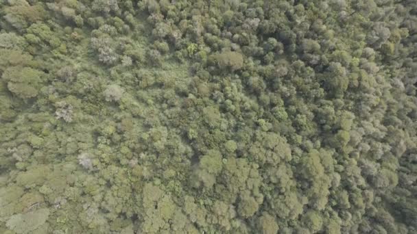 Shora Dolů Letecký Pohyblivý Záběr Nedotčeného Primárního Lesa Hustými Stromy — Stock video