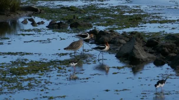 Curlew Bico Comprido Black Necked Stilt American Avocet Procura Comida — Vídeo de Stock