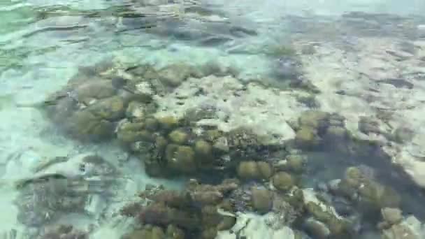 Coral Rocks Seem Clear Tropical Waters Pan Odhalení Bílé Písečné — Stock video