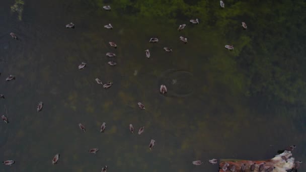 Vista Superior Del Dron Patos Nadando Pantano San Gregorio State — Vídeo de stock