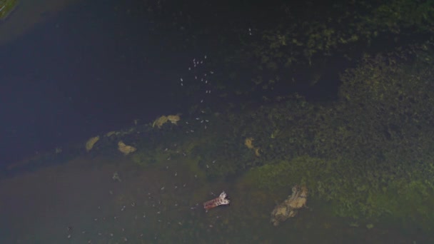 在绿湖水中游泳的一群鸭子的无人机镜头 空中俯瞰 — 图库视频影像