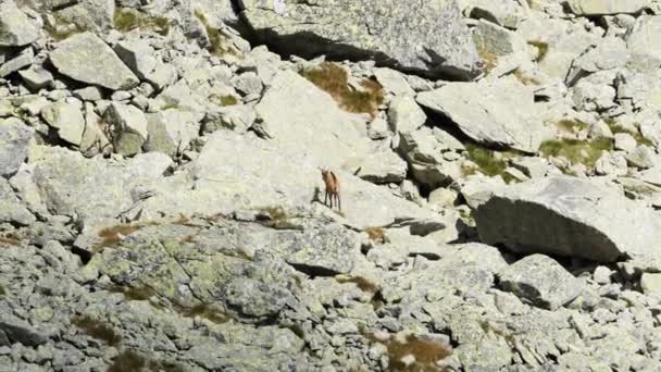 Lonely Sad Chamois Search Food Very Rocky Mountain Environmentの写真 — ストック動画