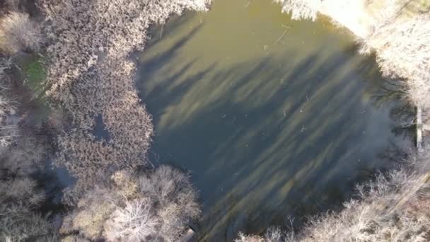 Luftaufnahme Die Über Einem Grünen Teich Einem Ausgetrockneten Wald Aufsteigt — Stockvideo