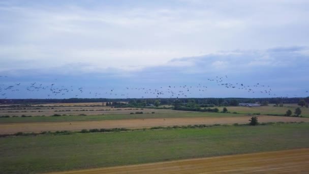 Luchtfoto Van Een Grote Kudde Gewone Kranen Grus Grus Die — Stockvideo