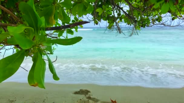 Onde Turchesi Che Infrangono Sulla Spiaggia Sabbia Vista Sotto Albero — Video Stock