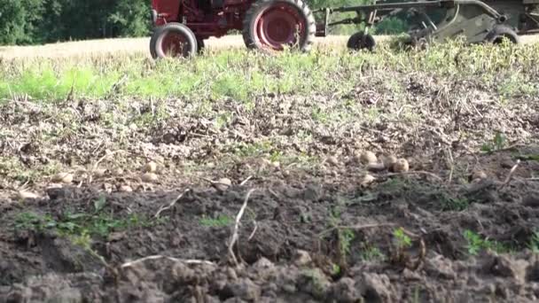 Antiguo Tractor Tiempo Unión Soviética Con Cosechadora Patatas Campo — Vídeos de Stock