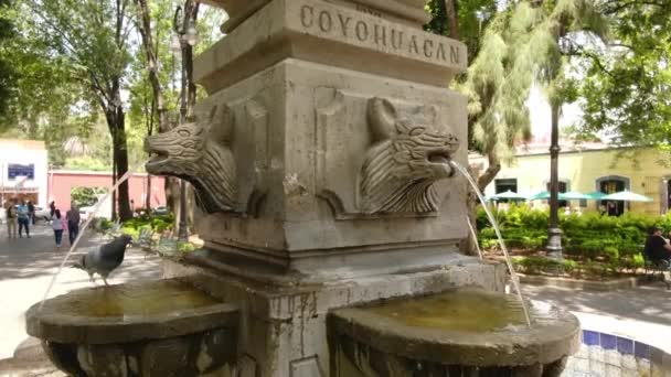 Coyotes Water Fountain Coyoacan Mexico City Pigeon Drikker Water Centenary – stockvideo