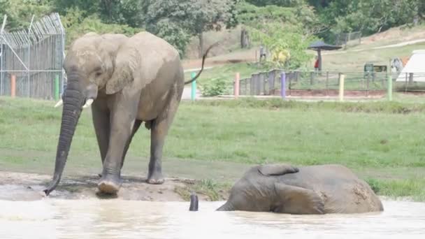 Zwei Verspielte Elefanten Gefangenschaft — Stockvideo