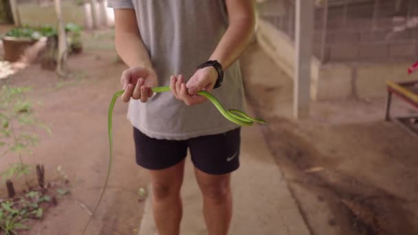 泰国清迈梅沙蛇养殖场 人类手握绿藤蛇 — 图库视频影像
