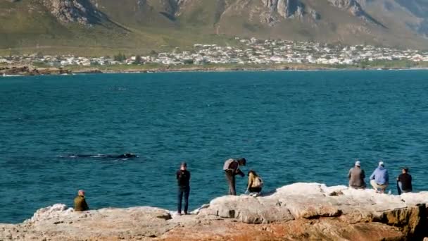 観光客は南右クジラからわずか数メートル 南アフリカ共和国 ウォーカー湾 Hermanusのクジラウォッチング — ストック動画