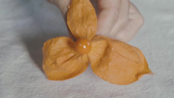 Čínská Lucerna Otevřena Odhaluje Ovoce Umístěn Bílém Ubrusu Květiny Ovoce — Stock video
