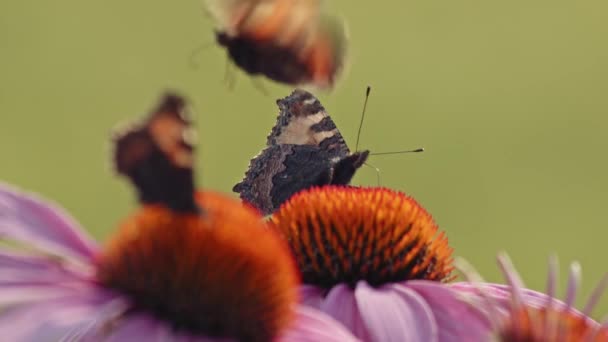 Mariposas Revoloteando Parte Superior Los Contrapartes Shot Enfoque Selectivo — Vídeo de stock