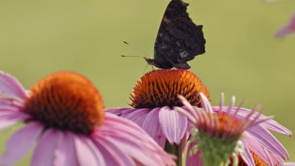 Tortoiseshell Coneflower Κεφάλι Ενάντια Bokeh Φόντο Επιλογή Στιγμιότυπου Εστίασης — Αρχείο Βίντεο