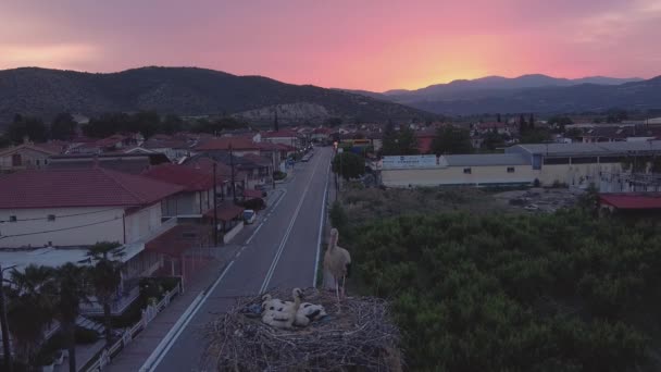 Stork Babies Sunset Mountain Vorras Greece — Stock Video