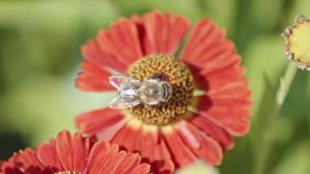 Statische Ansicht Einer Biene Die Eine Blume Bestäubt Schuss Zeitlupe — Stockvideo