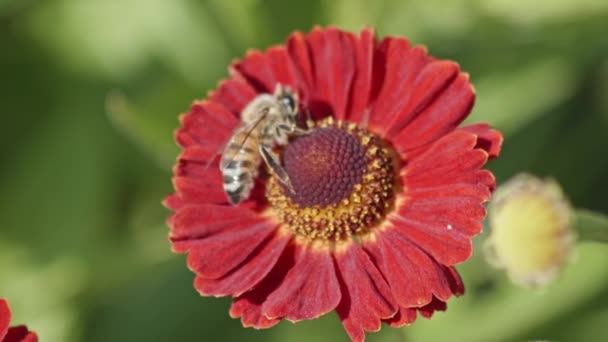 Nahaufnahme Einer Biene Die Eine Blume Bestäubt Wunder Der Natur — Stockvideo